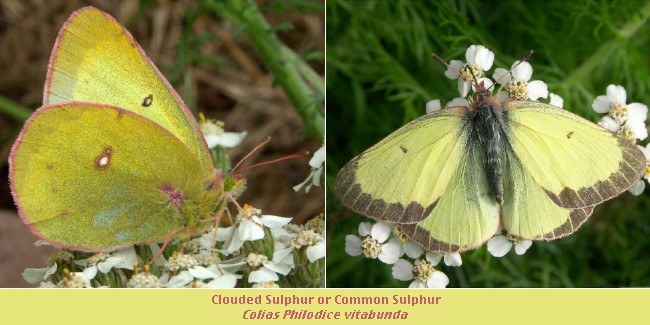 common sulphur