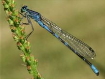 bluet damselfly