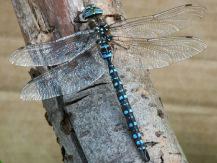 paddle_tailed darner