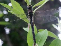 variable darner