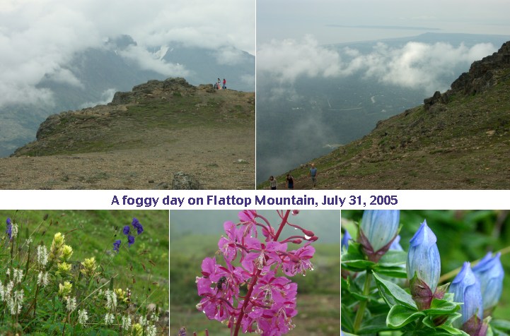 foggy flattop