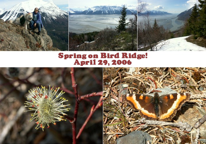 bird ridge collage