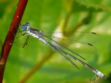 Northern Spreadwings Damselfly