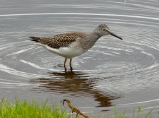 Lesser Yellowlegs Sandpiper