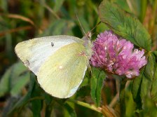 Clouded Sulphur Butterfly