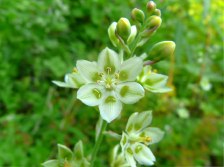 Death Camas, Wand Lily