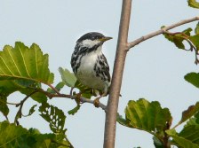 Blackpoll Warbler