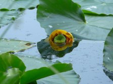 Yellow Pond Lily