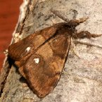 rusty tussock moth