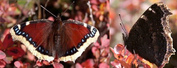 mourning cloak
