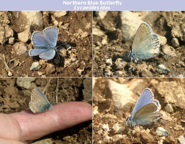 northern blue collage