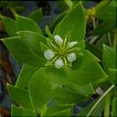 sea chickweed