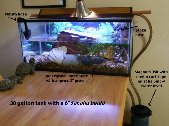 aquarium setup Can I Put Bottled Water in My Turtle Tank