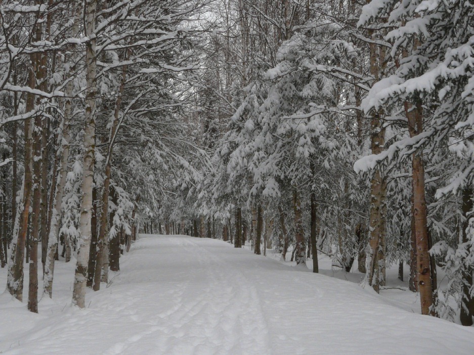 wooded trail