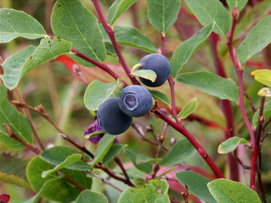 Alaskan Wild Berries